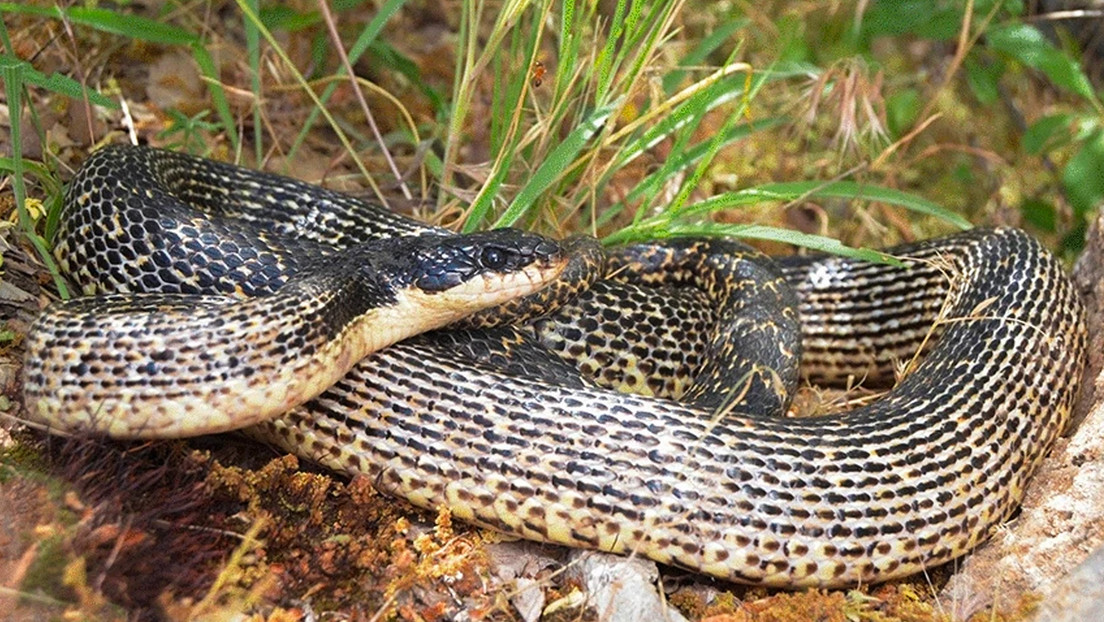 Rara Y Con Un Estilo De Vida Secreto Identifican Una Nueva Especie